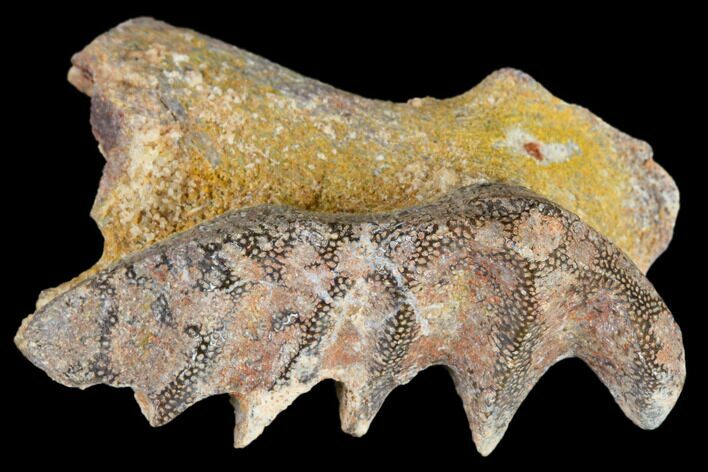 Cretaceous Lungfish (Ceratodus) Tooth Plate - Morocco #115269